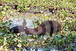 Capybara Hydrochoerus hydrochaeris - Pantanal, Mato Grosso, Brazil