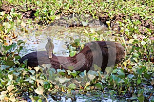 Capybara Hydrochoerus hydrochaeris - Pantanal, Mato Grosso, Brazil photo