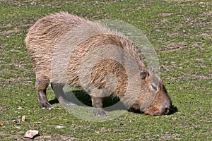 Capybara, Hydrochoerus hydrochaeris, pasture