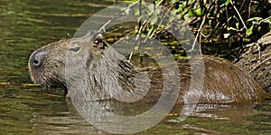 A Capybara Hydrochoerus hydrochaeris portrait, in Piquiri river, Pantanal, Brazil. photo