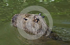 A Capybara Hydrochoerus hydrochaeris portrait, in Piquiri river, Pantanal, Brazil. photo