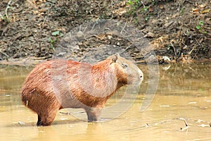 Capybara (Hydrochoerus hydrochaeris) in the river.