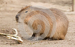 Capybara (Hydrochoerus hydrochaeris) sitting in the sand