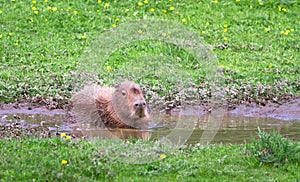 A capybara Hydrochoerus hydrochaeris soaks