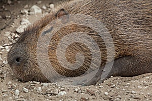 Capybara Hydrochoerus hydrochaeris.