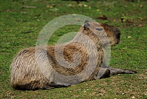 Capybara Hydrochoerus hydrochaeris at ZOO