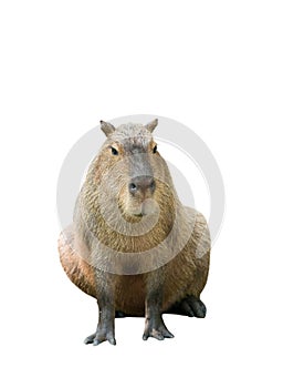 Capybara isolated