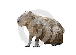 Capybara isolated