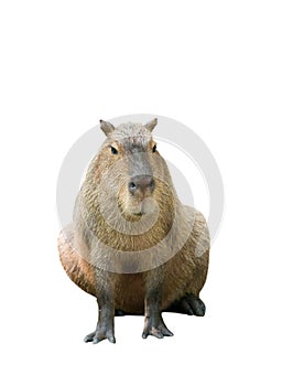 Capybara isolated photo