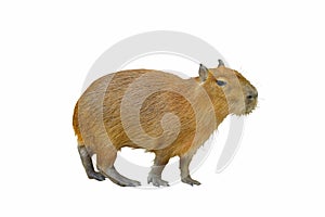 Capybara isolated on white background.
