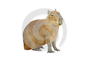 Capybara isolated on white background.