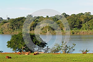 Capybara at Itaipu Binational iguassu / Brazil and Paraguay photo