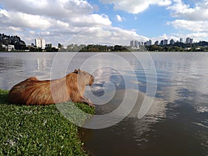 Capybara and Lake photo