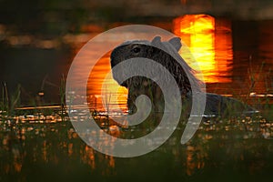 Capybara in the lake water. The biggest mouse around the world, Capybara, Hydrochoerus hydrochaeris, with evening light during sun