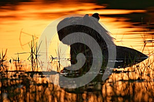 Capybara in the lake water. The biggest mouse around the world, Capybara, Hydrochoerus hydrochaeris, with evening light during sun