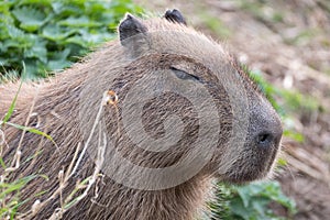 Capybara, Large South American rodent. Photographed at Port Lympne Safari Park near Ashford Kent UK.