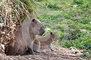Capybara, Large South American rodents. Photographed at Port Lympne Safari Park near Ashford Kent UK.