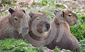 Capybara, Large South American rodents. Photographed at Port Lympne Safari Park near Ashford Kent UK.