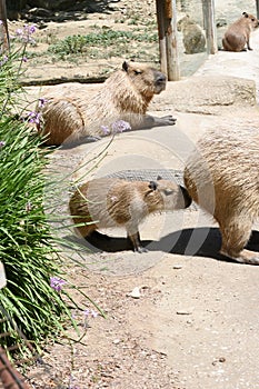 Capybara is the largest and heaviest living rodent in the world
