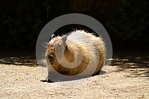 The capybara is the largest living rodent