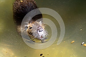 The capybara is the largest living rodent in the world.