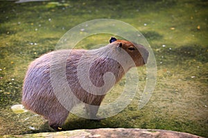 Capybara -the largest living rodent in the world