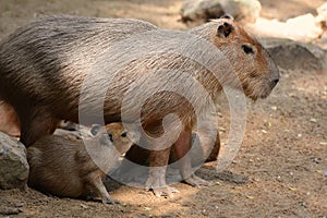 Capybara patiently suckles his baby