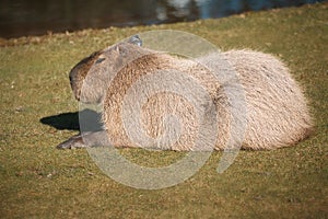 capybara lies on the meadow. Large rodent from South America. Mammal animal