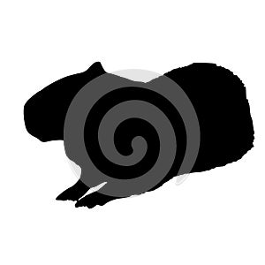 This capybara looks so peaceful.