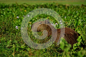 Capybara in Los Llanos