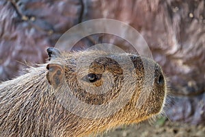 Capybara lying on grass ground Sleeping capybaras on summer day in the capybara farm