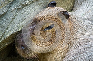 Capybara male closeup
