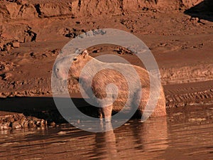 Capybara in morning light