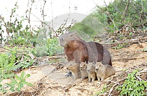 Capybara mother with four pups sitting on a river bank