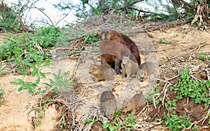 Capybara mother with group of pups sitting on a river bank
