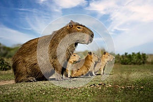 Capybara mother with her small calf in the IberÃ¡ Wetlands