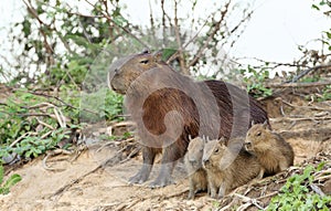 Capybara mother with thee pups