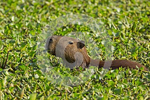 Capybara Munching in Sea of Hyacinths
