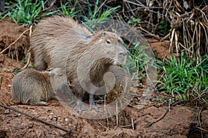 Capybara in the nature habitat of northern pantanal