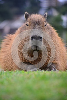 capybara in a park photo