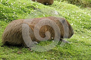 Capybara Relaxing