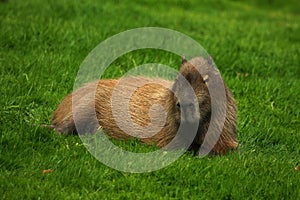 Capybara Relaxing