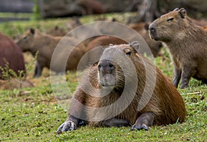 Capybara relaxing