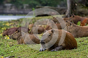 Capybara relaxing