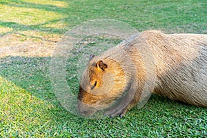Capybara is relaxing in the grass