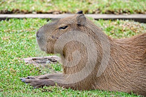 Capybara Relaxing on the La