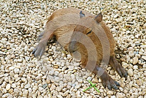 Capybara Relaxing after the Meal