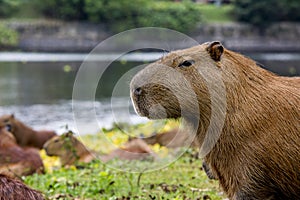 Capybara relaxing