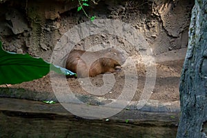 Capybara relaxing in the zoo