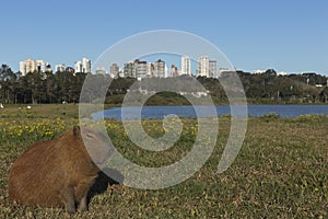 Capybara resting. photo